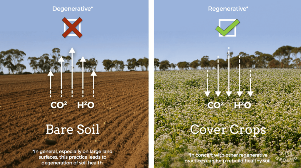 bare soil vs cover crops