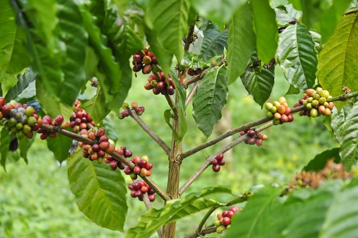 red coffee beans