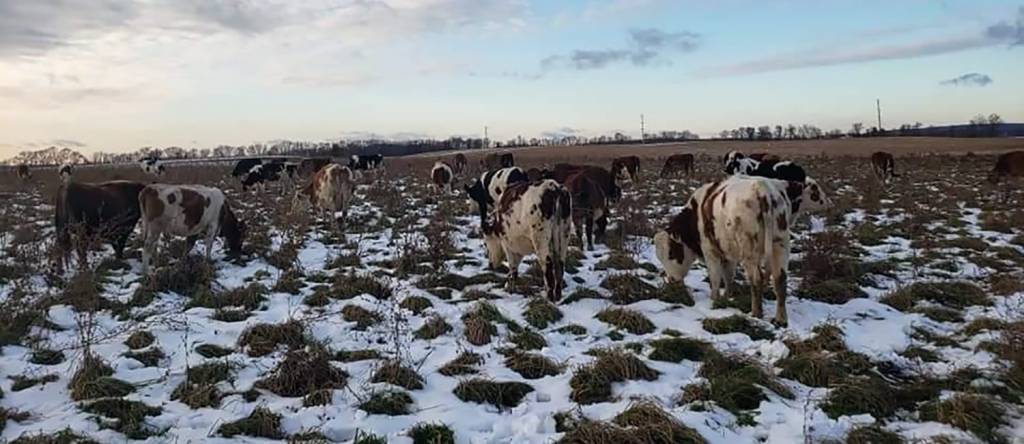 A herd of cattle grazing in a snow-covered field at The Abundant Table.