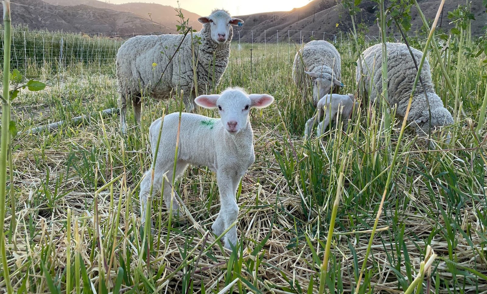 A Cuyama lamb herd grazing on a rich green pasture.