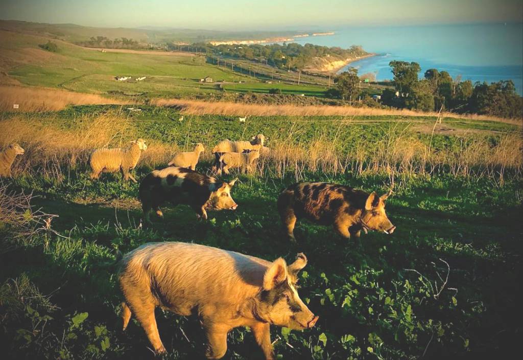 A herd of cattle grazing on a lush green hillside in Gaviota.