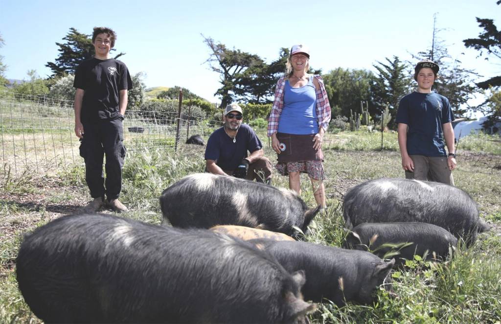 A group of people gathered around a group of pigs at Gaviota.