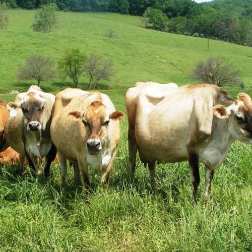 silky cows grazing in a green meadow