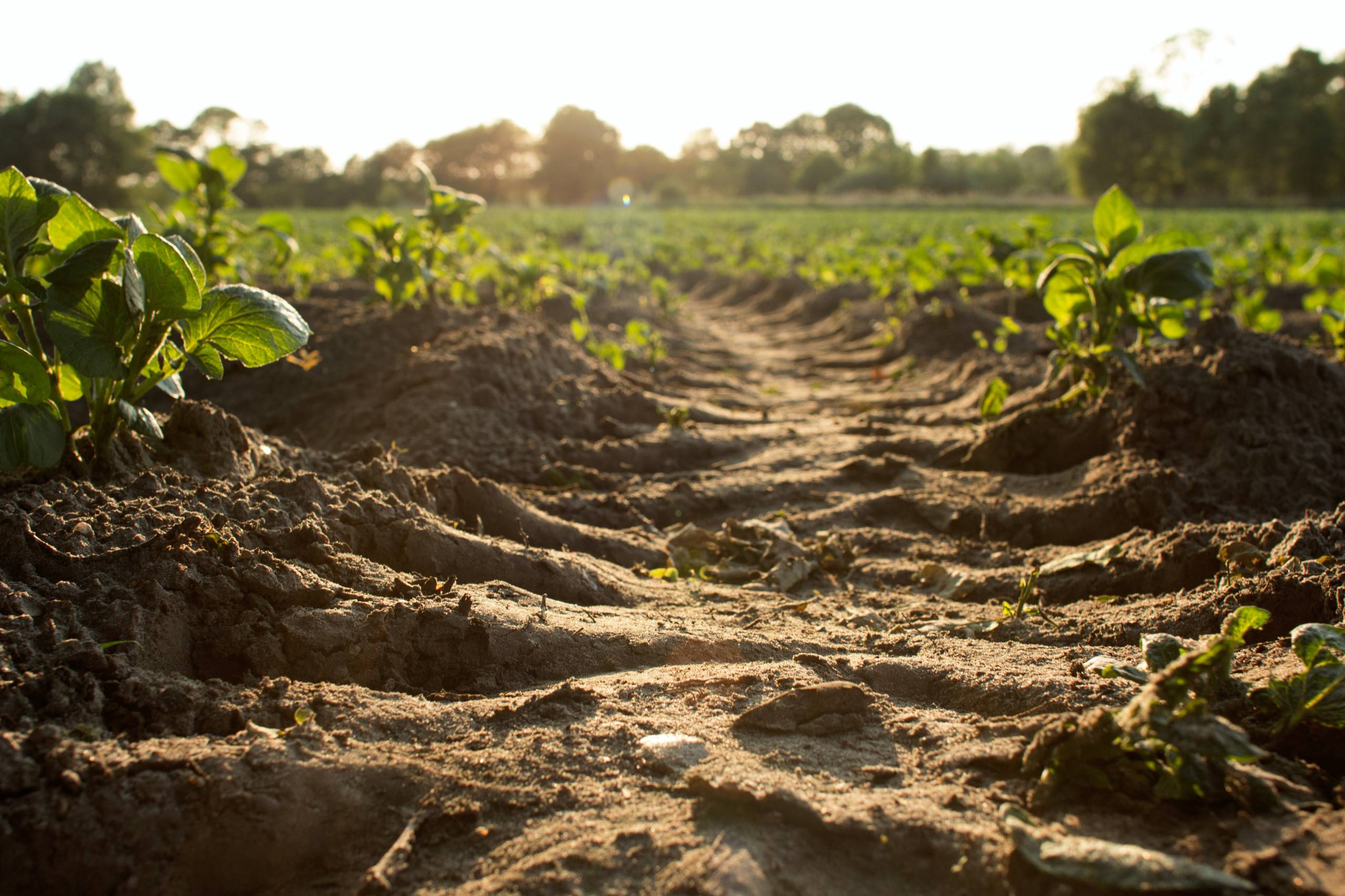 Eat Their Dust: Farmers Set To Reap Big Benefits With The Internet