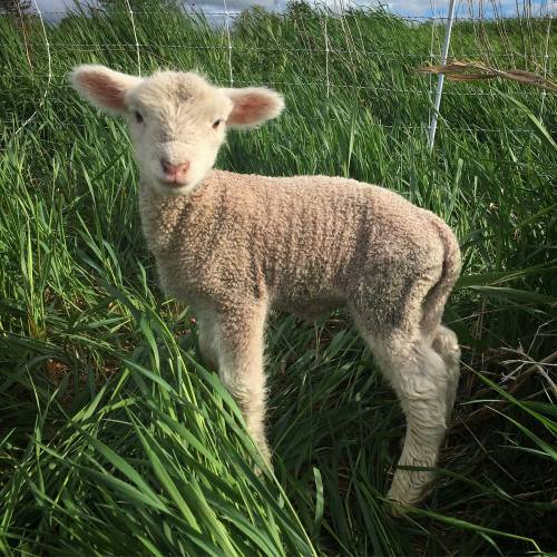 sheep+-+little+lamb