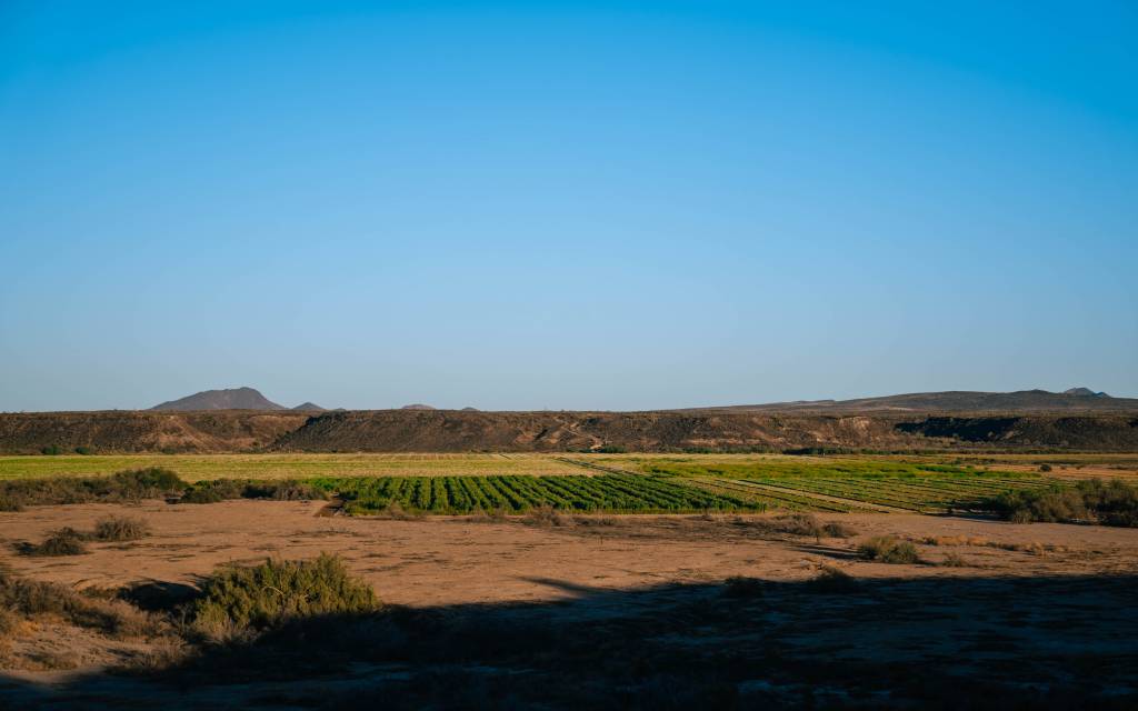 A regenerative agriculture field in Arizona's desert.