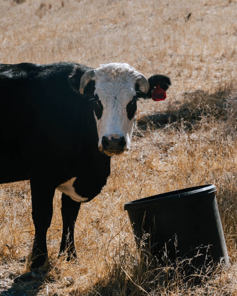 a black and white cow standing next to a bucket.