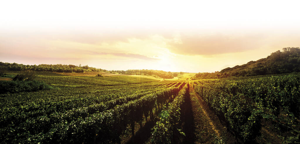 The sun is setting over a veramonte vineyard.