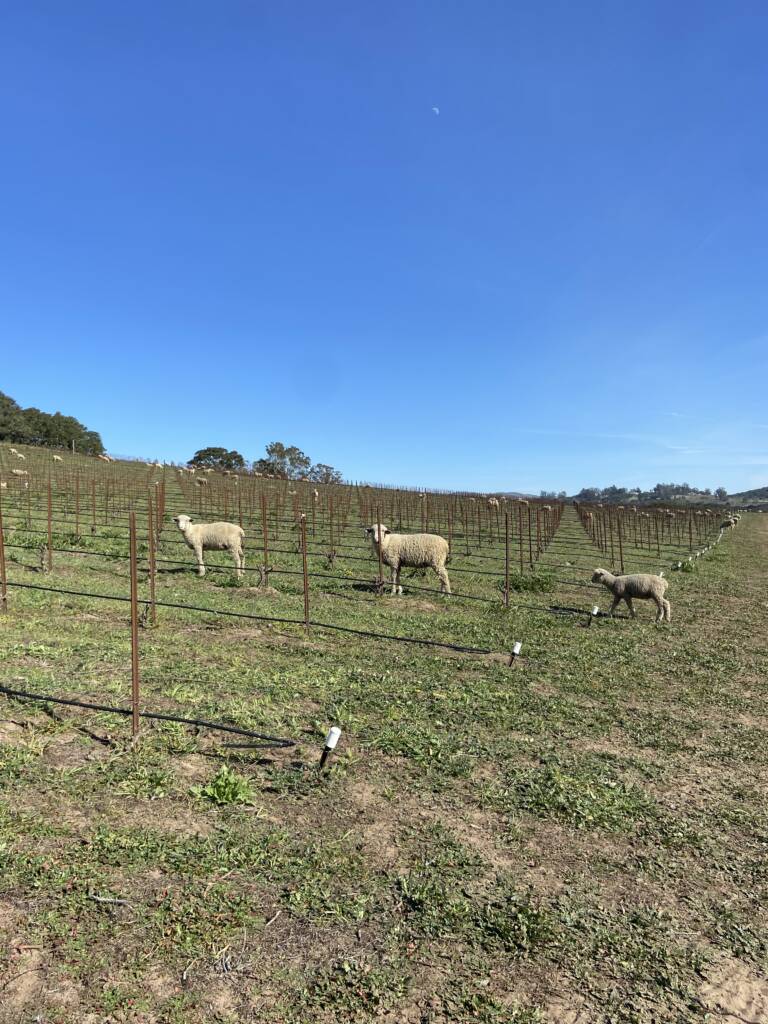 duvarita vineyard sheep