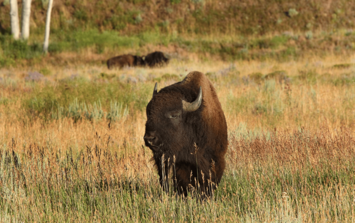 bison in a wild meadow
