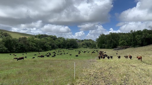 be love farm cows in field