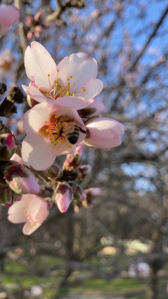 bees and almond flowers