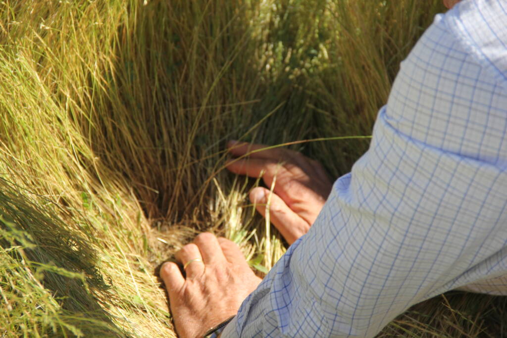 farmer hands in grass