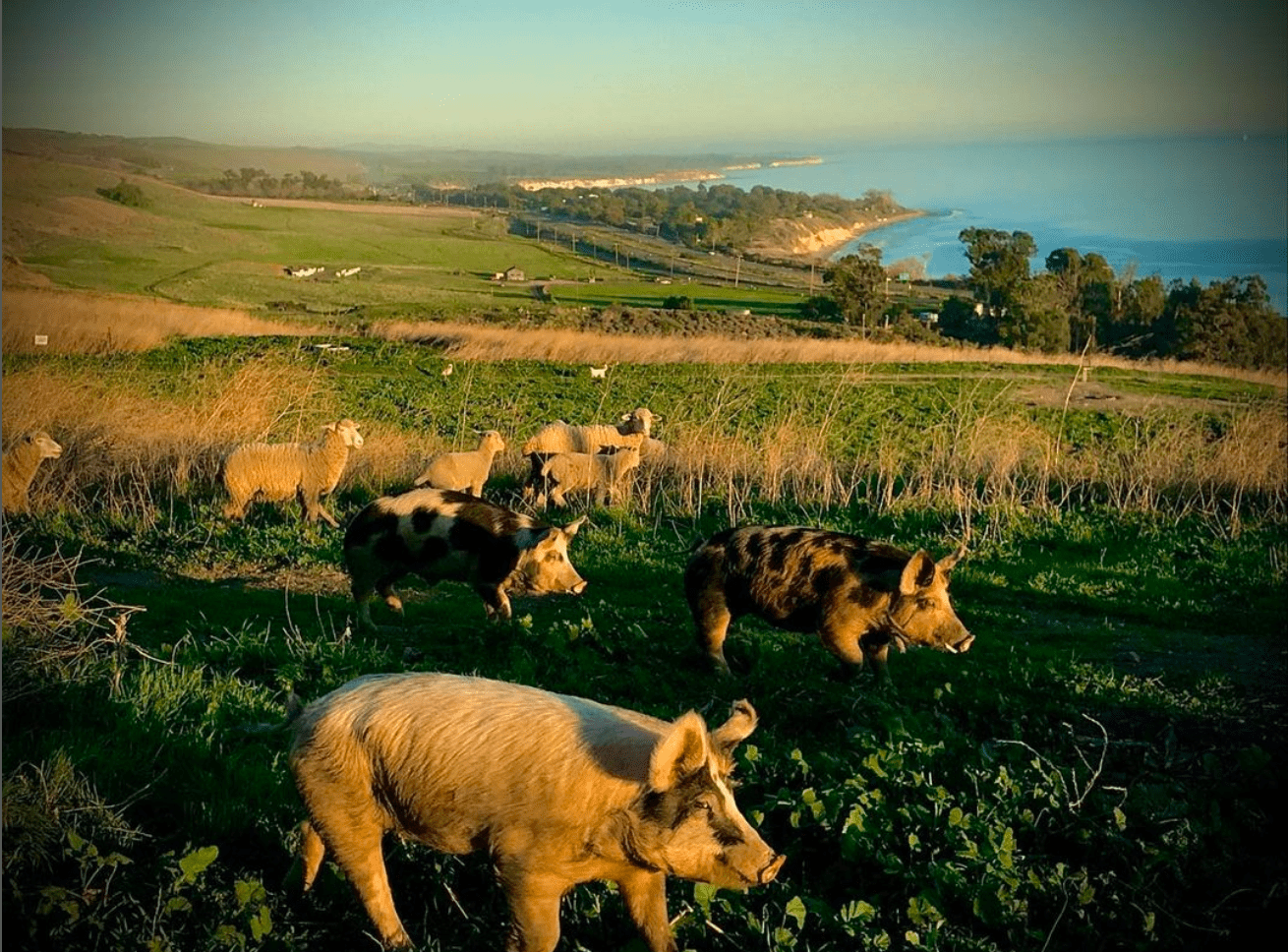 pigs grazing on the coast