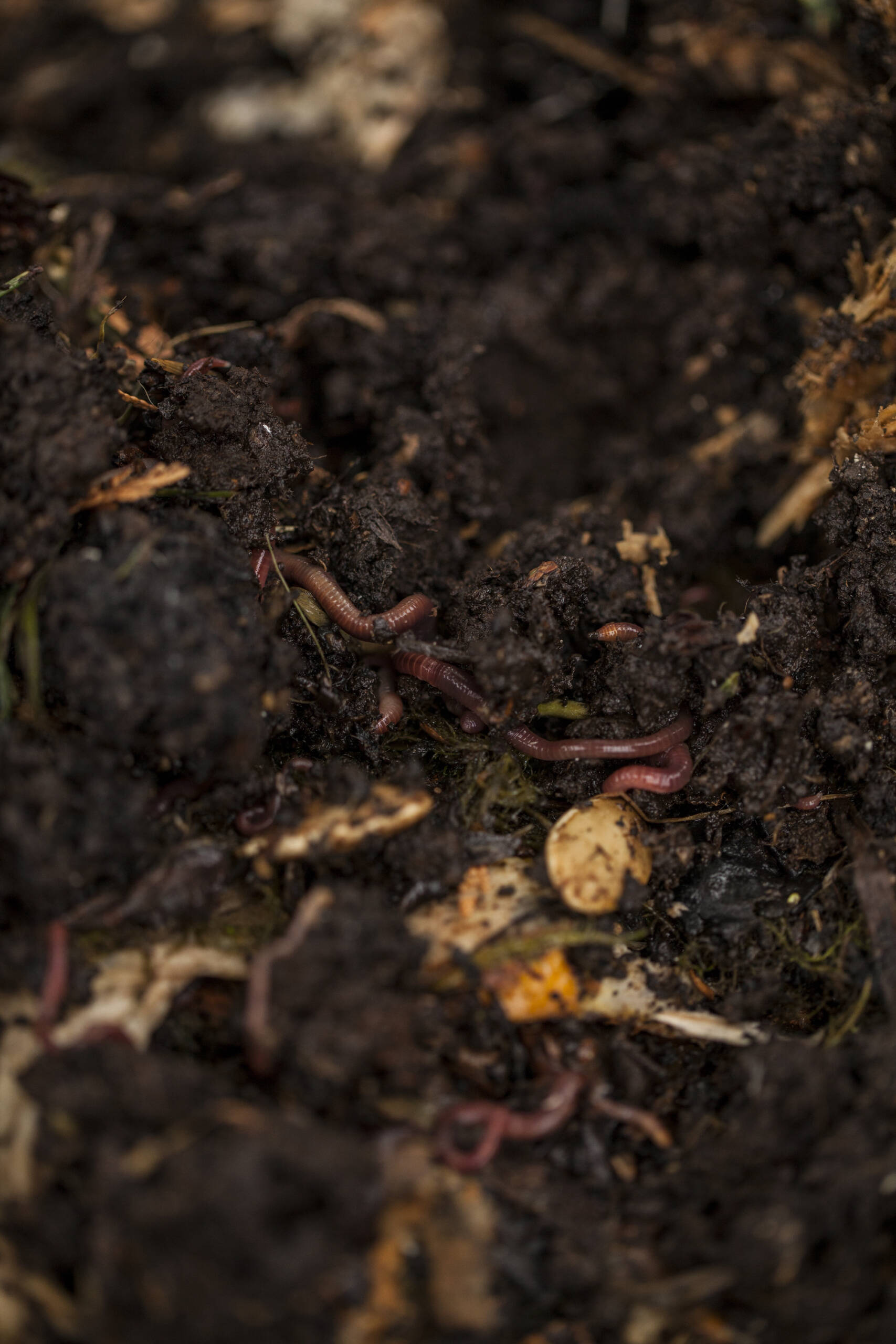 soil with worms