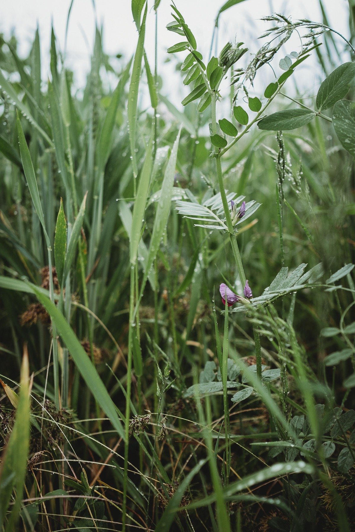 flowers and tall grass with rain