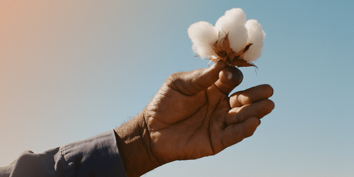 a person holding a cotton plant in their hand.