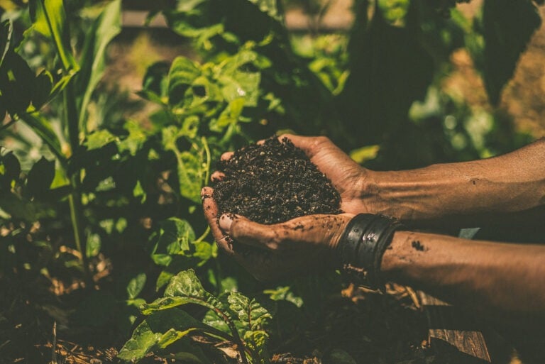 a person holding a handful of soil in their hands.