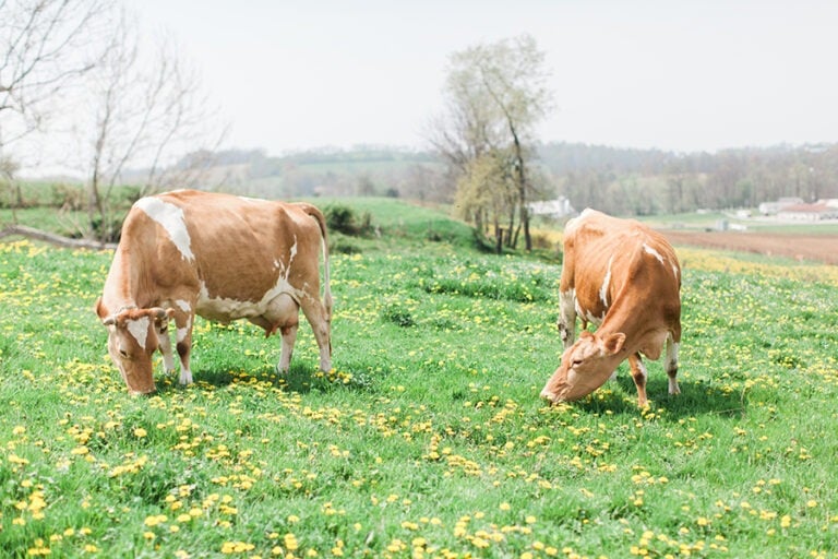 two cows grazing in a field of green grass.