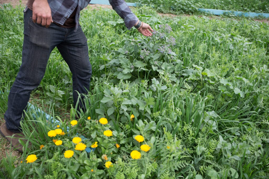 A man practicing regenerative agriculture in a field of yellow flowers.