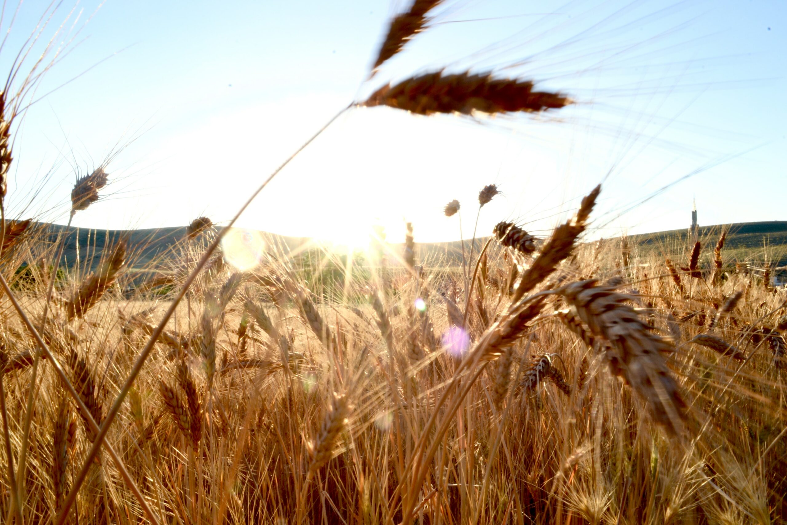a field of wheat with the sun shining in the background.