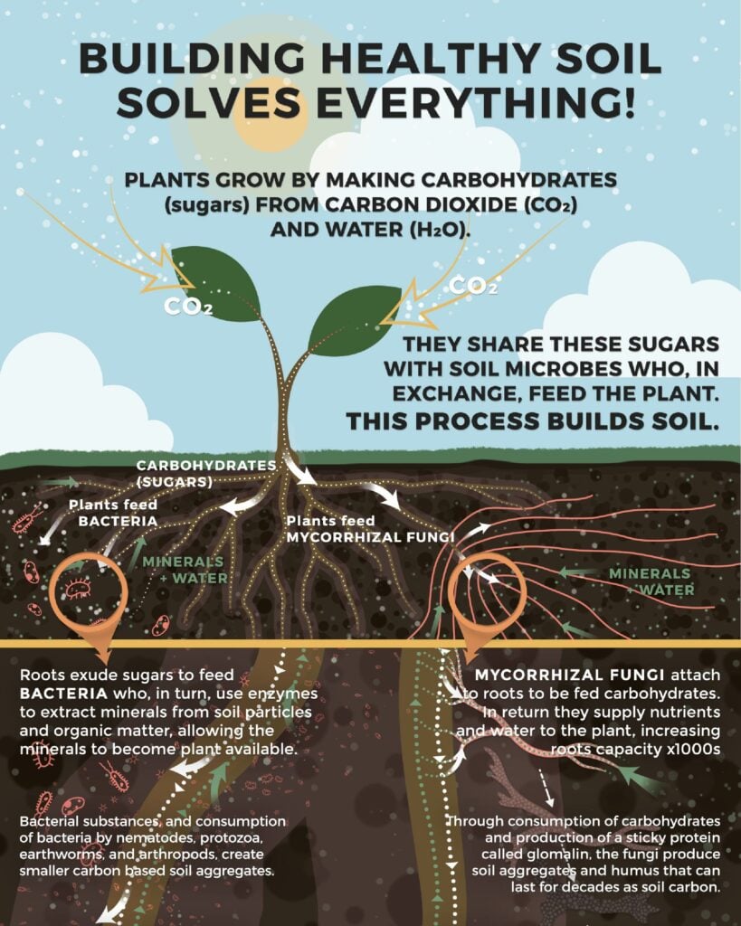 A regenerative agriculture diagram illustrating how building healthy soil solves everything for plants.