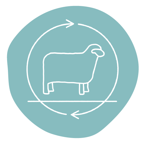 A sheep in a regenerative agriculture circle.