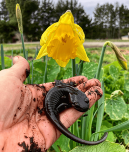 newt in the hand with yellow flower