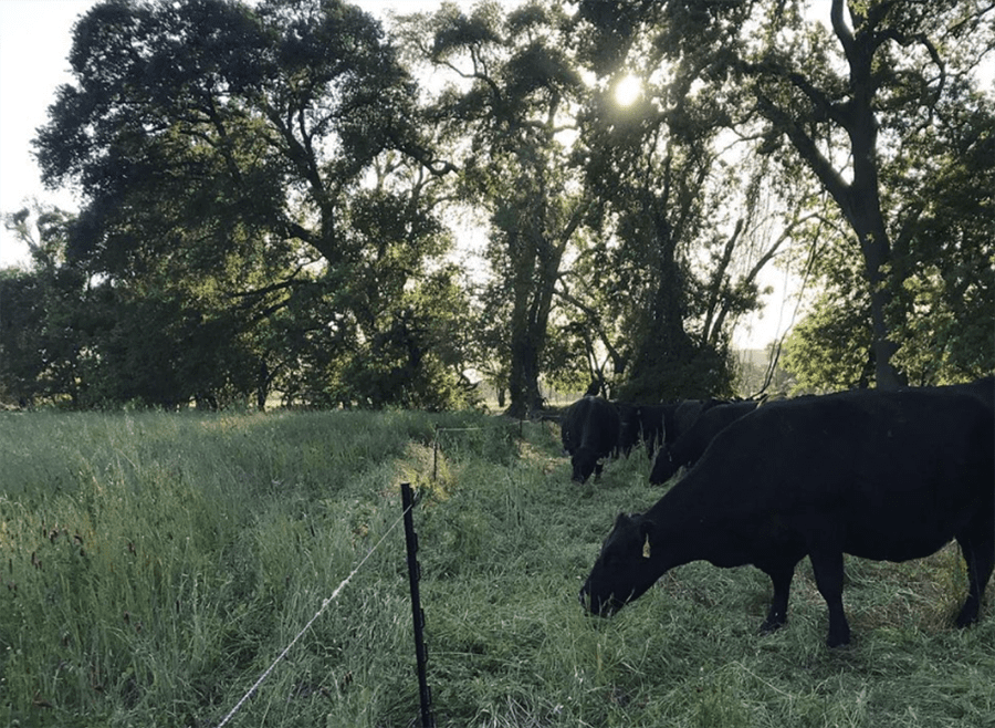 IMAGE OF WINTERPORT GRASSFED CATTLEMUNCHING OUR DELICIOUS COVER CROP OF CRIMSON AND BALANSA CLOVER, DAIKON RADISH, HAIRY VETCH, RYE GRASS AND MUSTARD FROM PT RANCH
