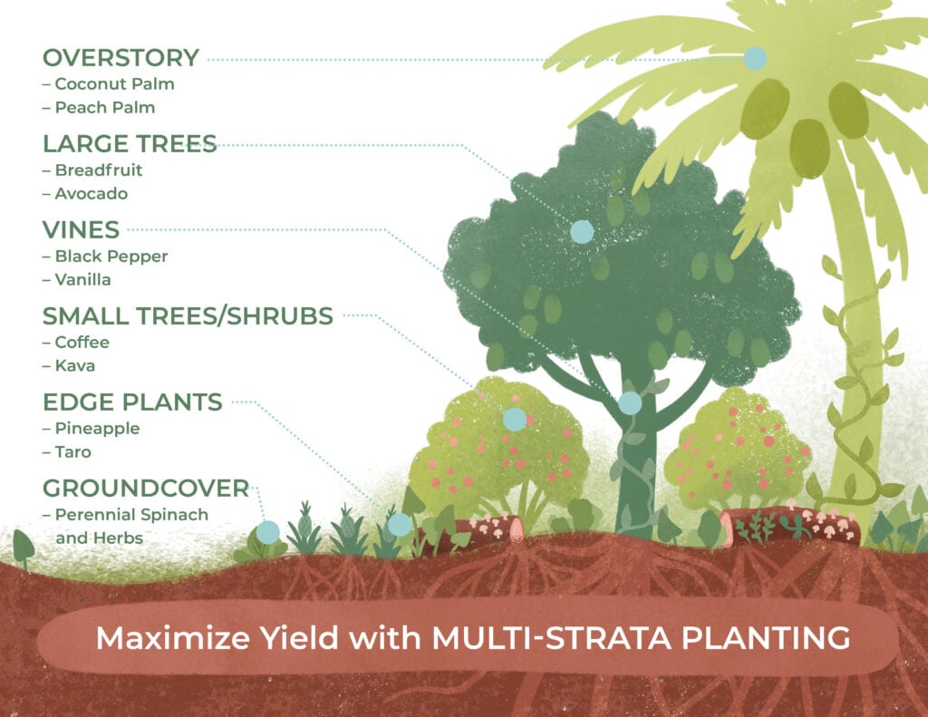 Maximize yield with multi strata planting graphic
