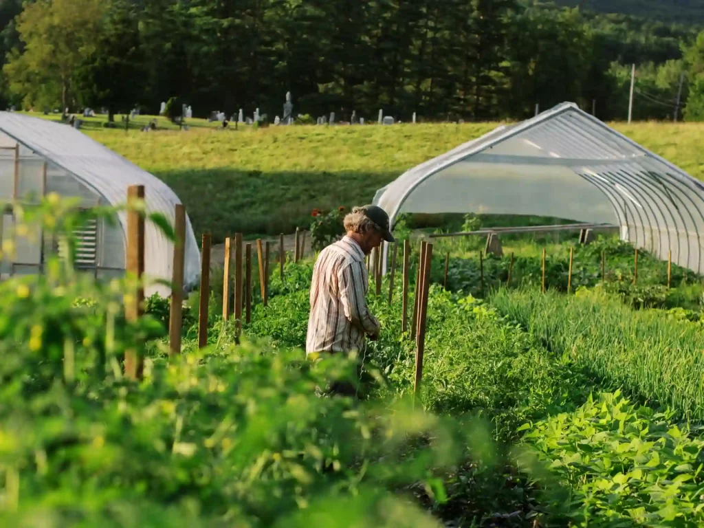 Farmer tending to crops by a greenhouse tunnel on a regenerative farm