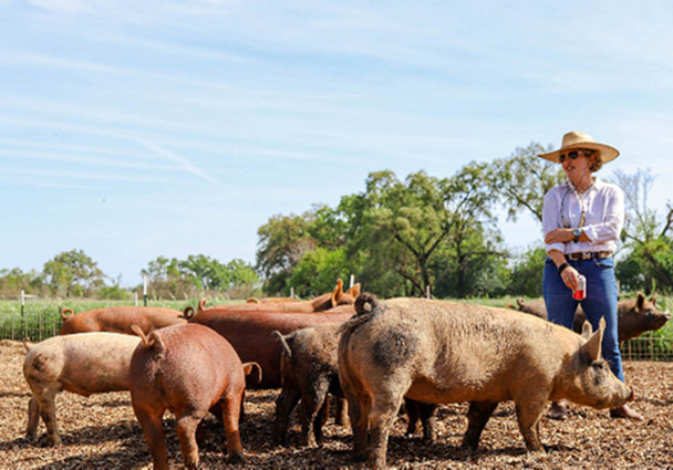 Farmer in wide-brim hat standing among free-range pigs on a regenerative farm