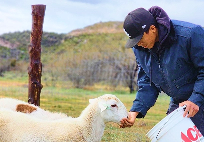 Farmer hand-feeding a lamb in a green pasture with rolling hills in the background