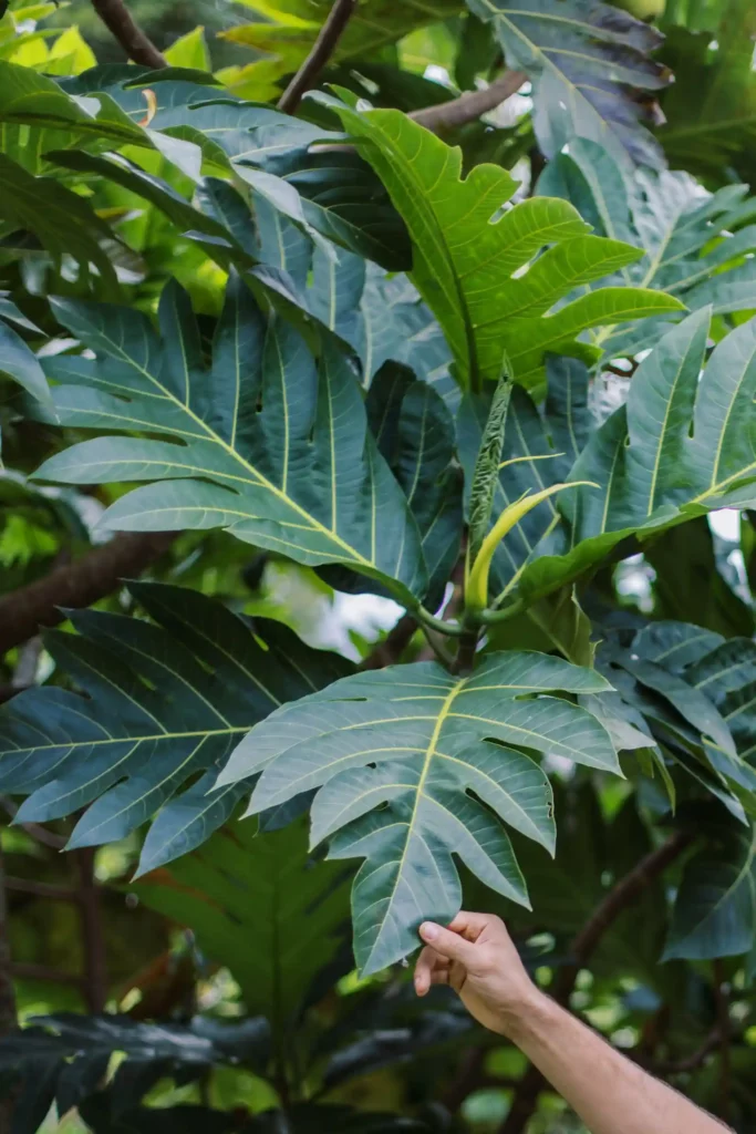 a person reaching out to large green leaves