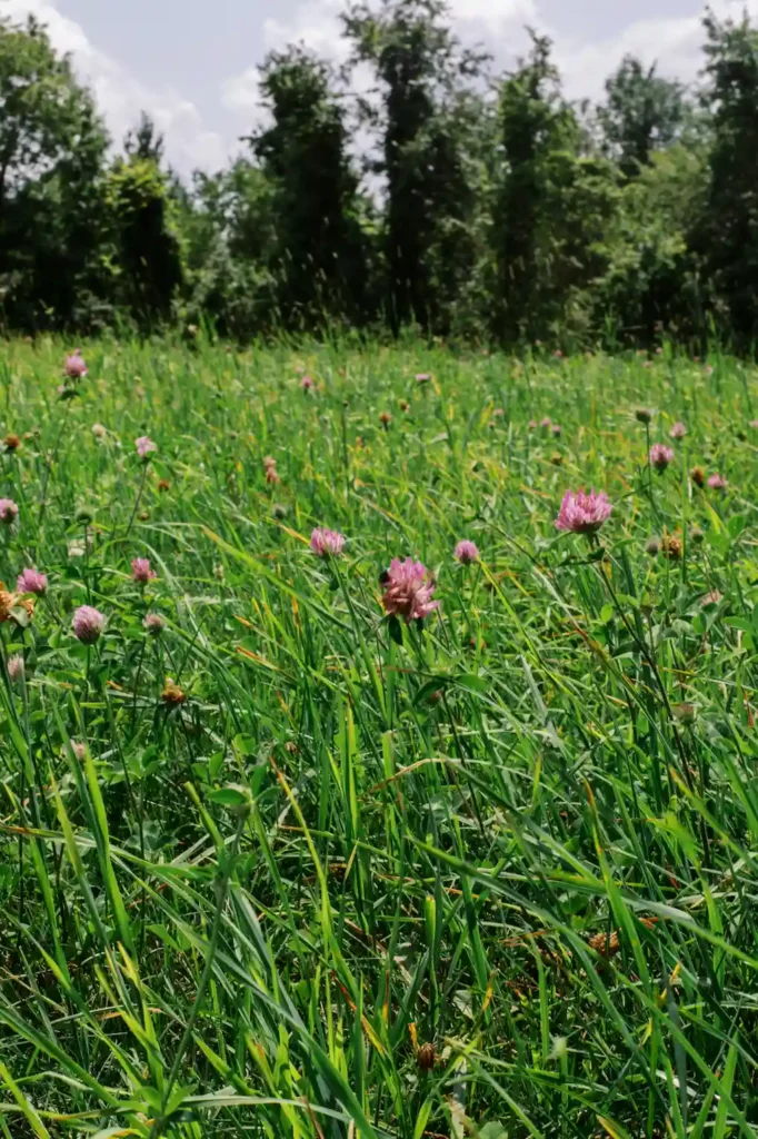 pink flowers bloom in a field