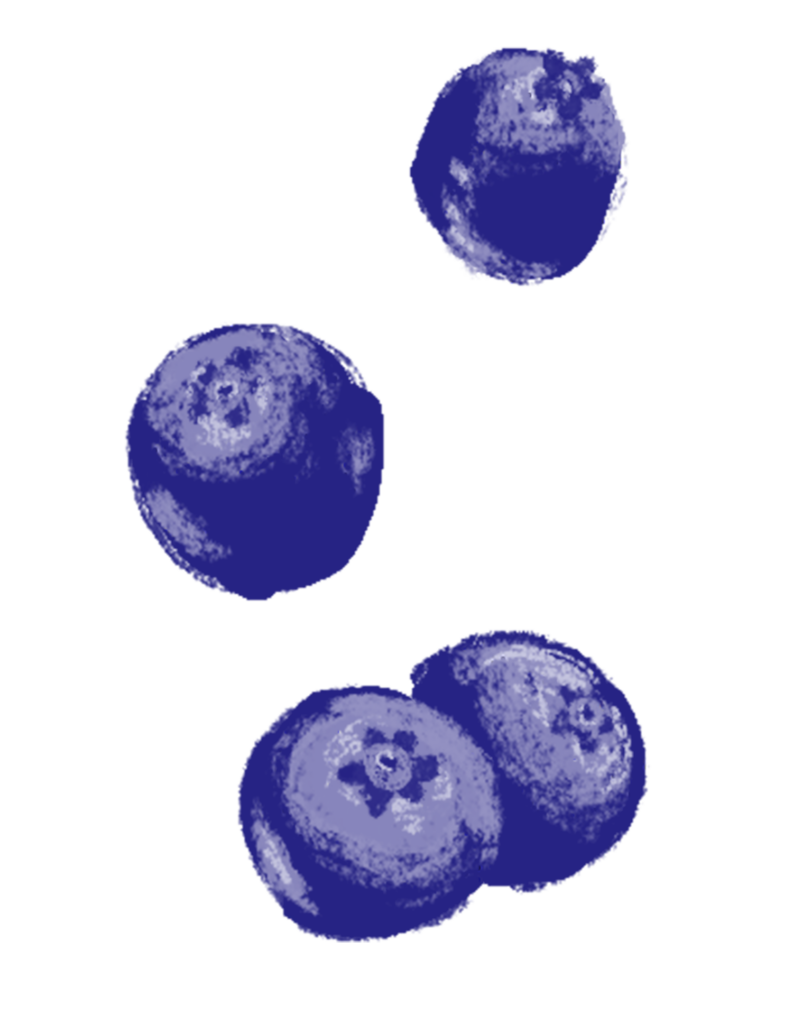 illustration of blueberries