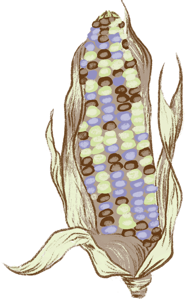 illustration of corn