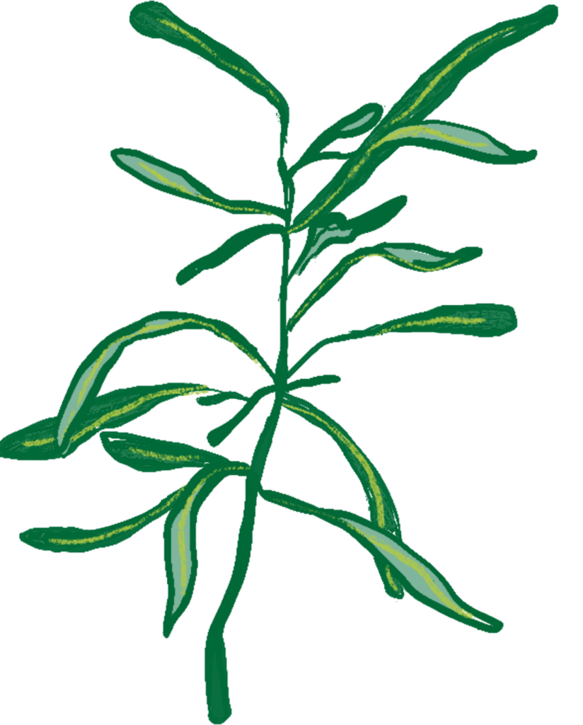illustration of rosemary herb