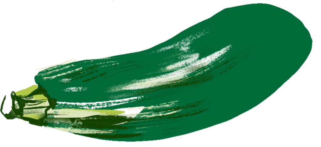 illustration of a zucchini