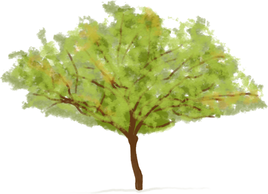 Illustration of Mesquite Tree