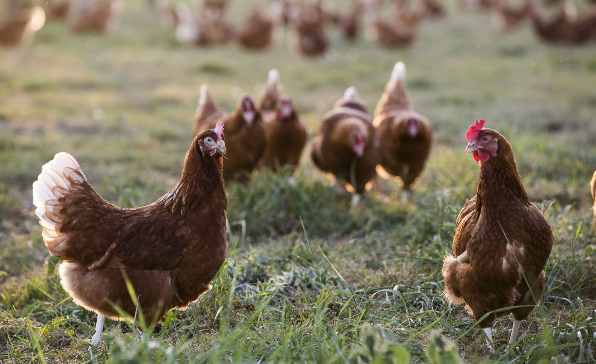 a group of chickens standing on top of a grass covered field.
